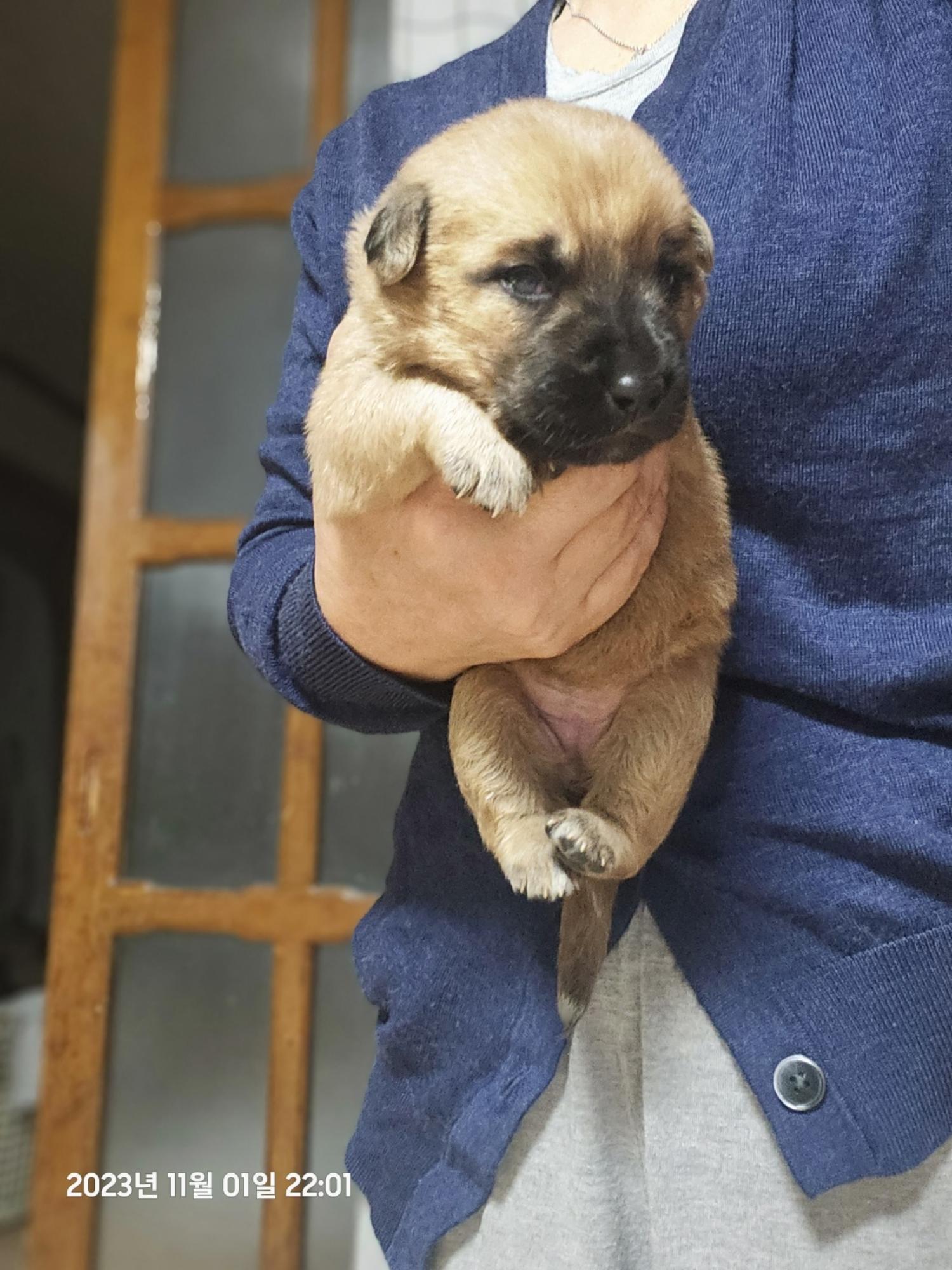 울산유기동물보호센터_431373202301251