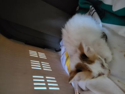 누리동물병원_426331202300361