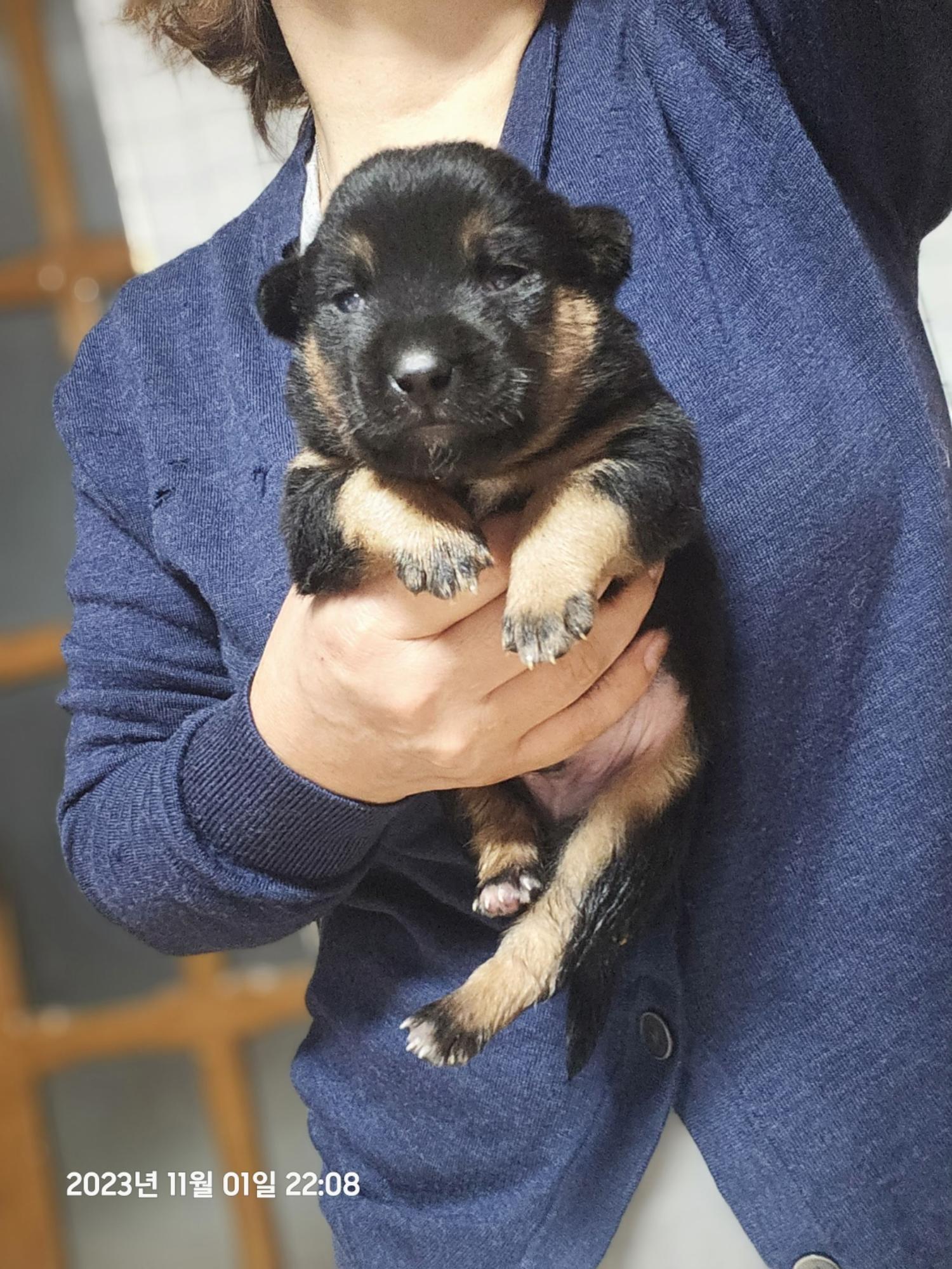 울산유기동물보호센터_431373202301252