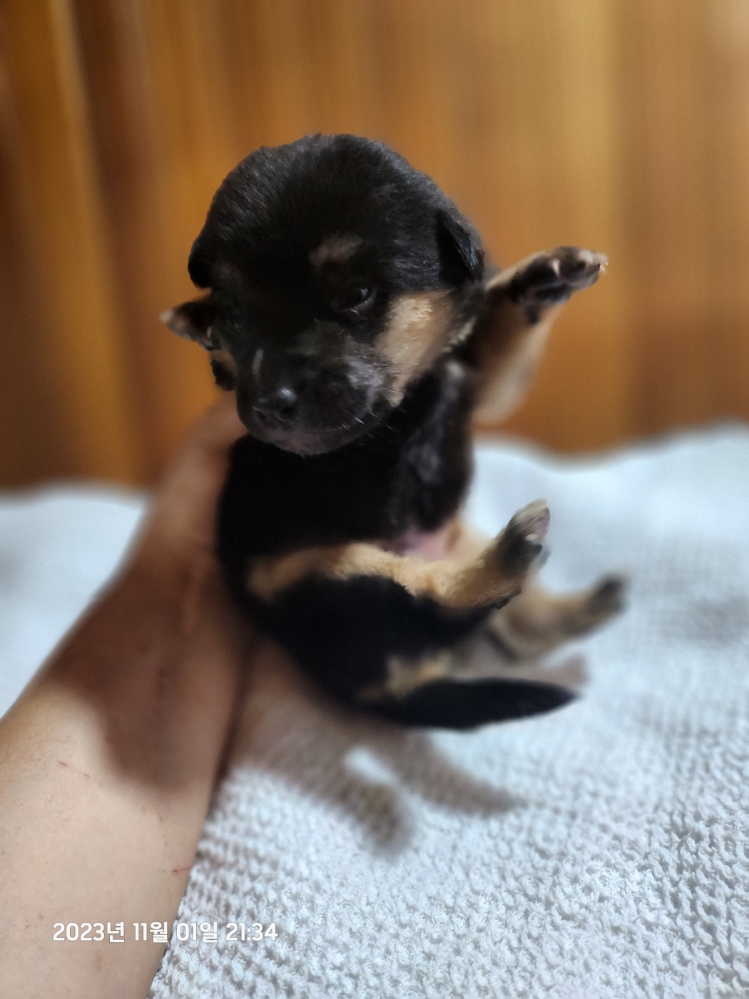 울산유기동물보호센터_431373202301245