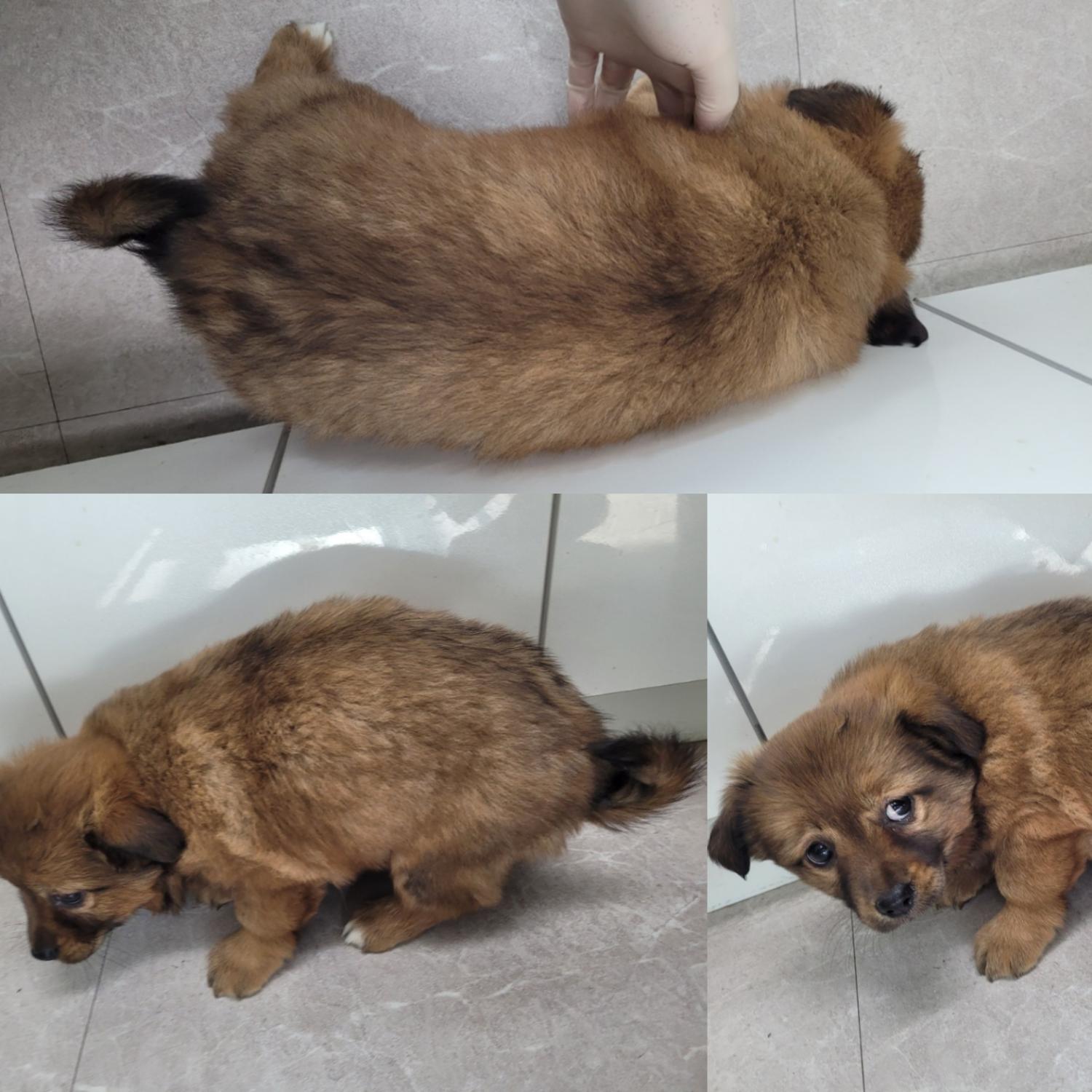 논산시 동물보호센터_444454202300941