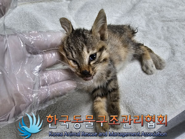 한국동물구조관리협회_411311202300862