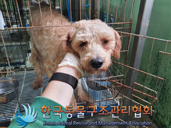 한국동물구조관리협회_441560202301455