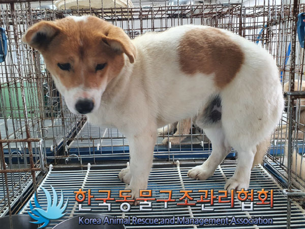 한국동물구조관리협회_441560202301459