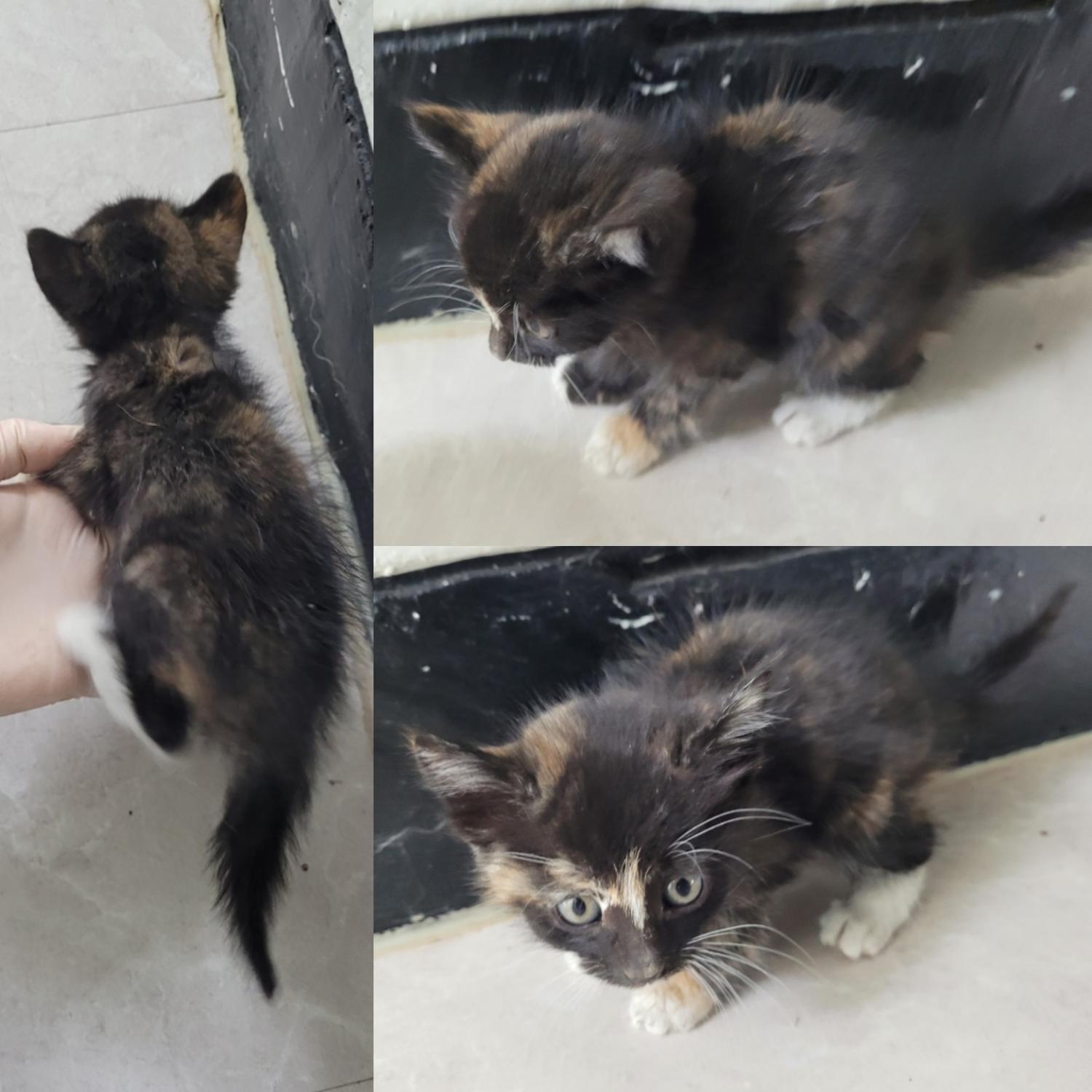 논산시 동물보호센터_444454202300946