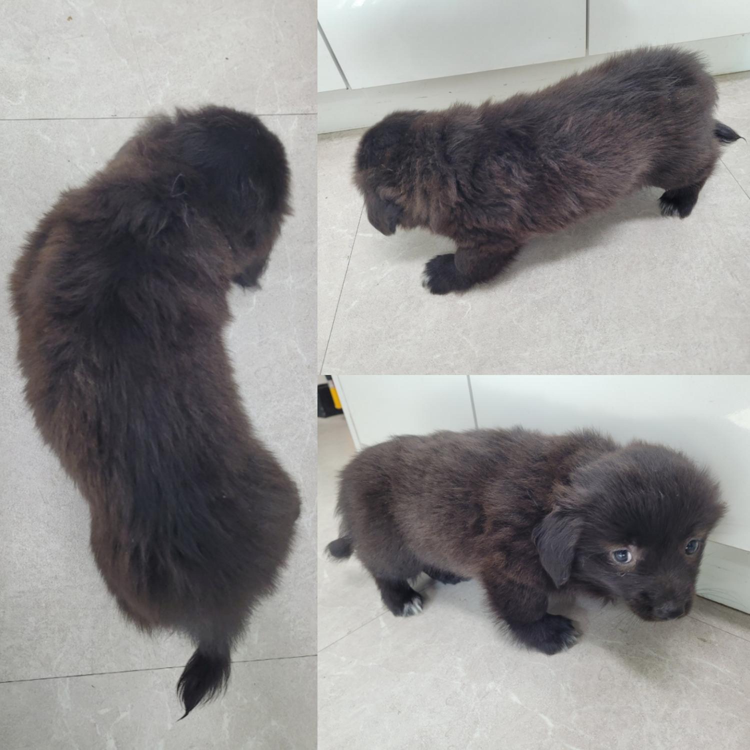 논산시 동물보호센터_444454202300940