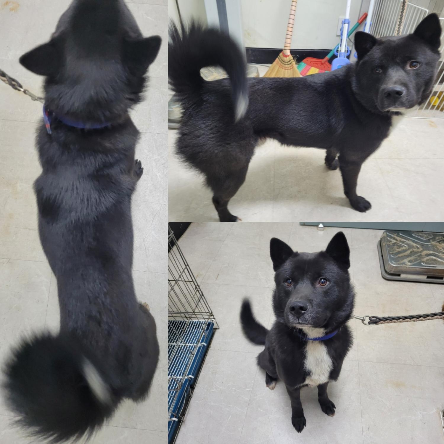 논산시 동물보호센터_444454202300943
