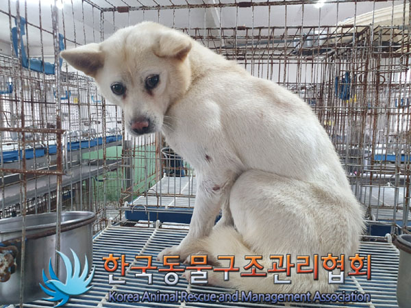 한국동물구조관리협회_441560202301458