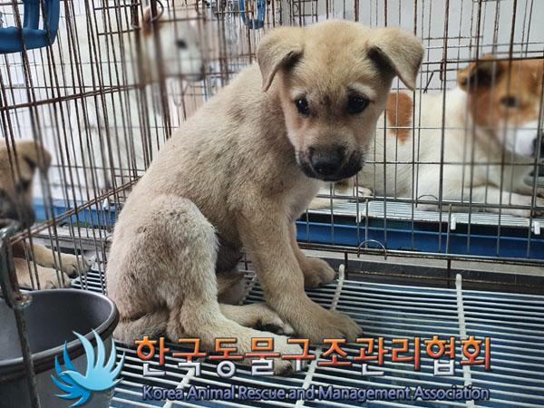 한국동물구조관리협회_441409202301823