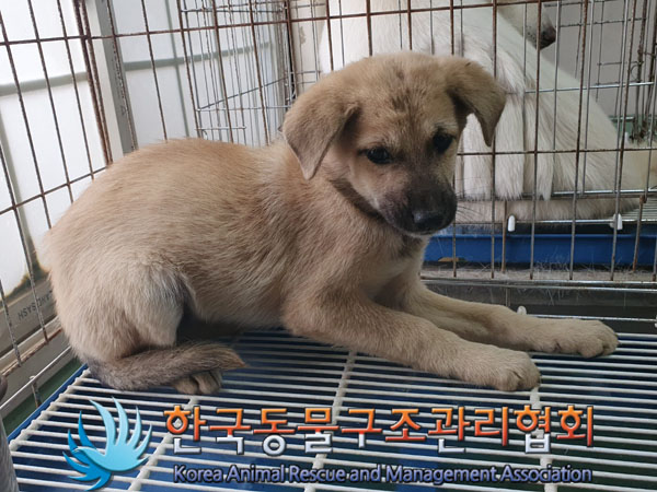 한국동물구조관리협회_441409202301824