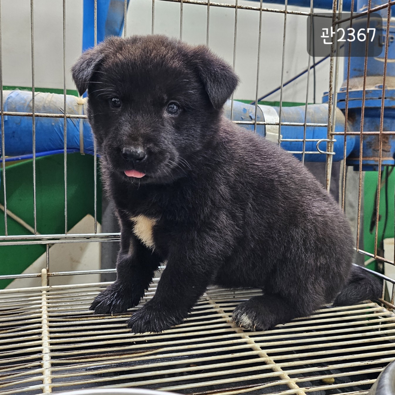 고양시동물보호센터_441394202302367