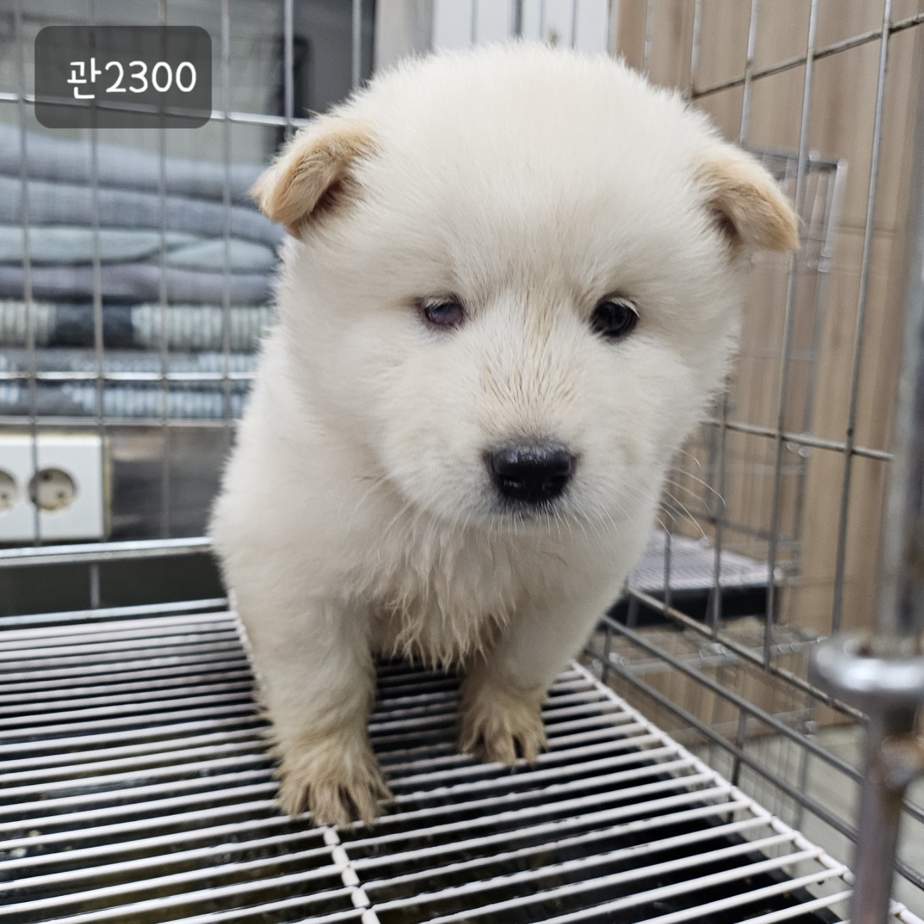 보호중 믹스견의 가…