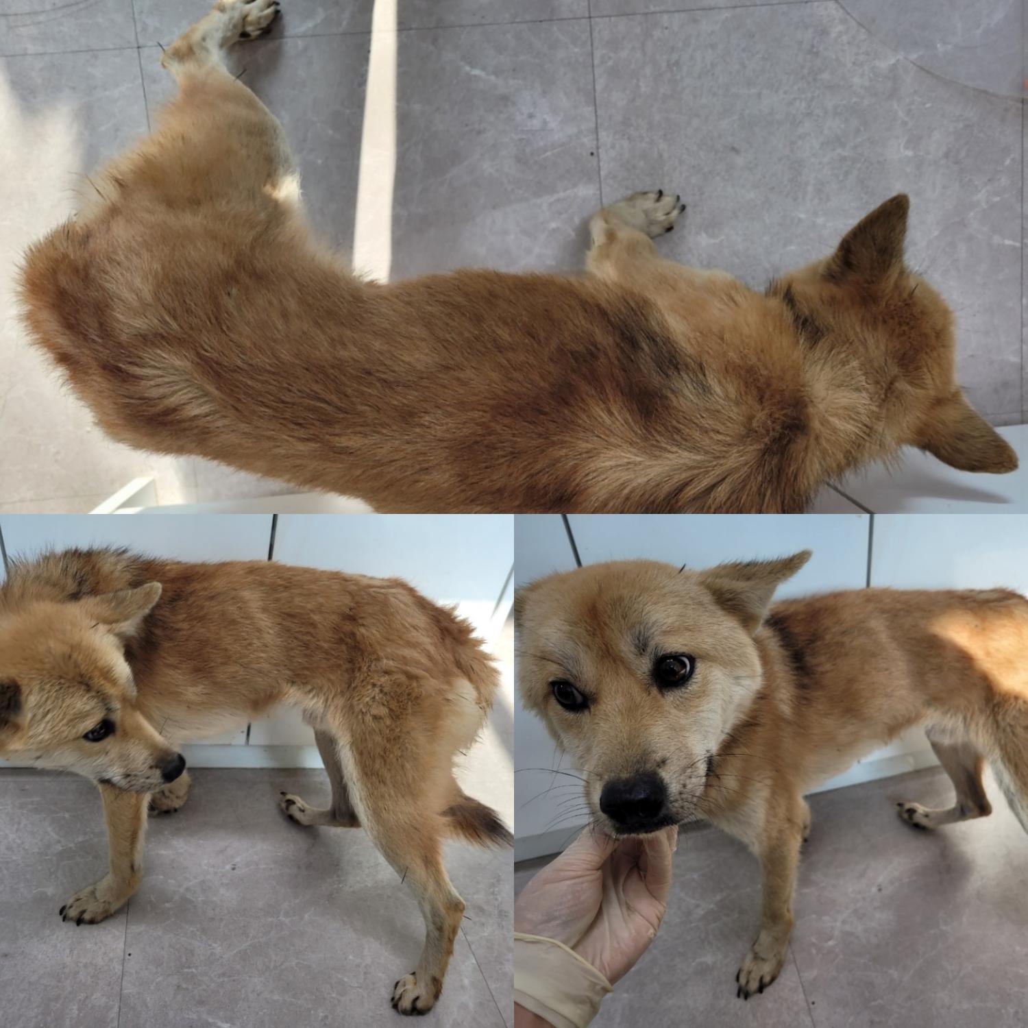 논산시 동물보호센터_444454202300948