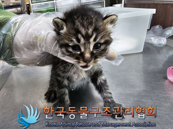 한국동물구조관리협회_441409202301831