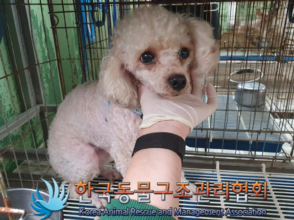 한국동물구조관리협회_411309202300435