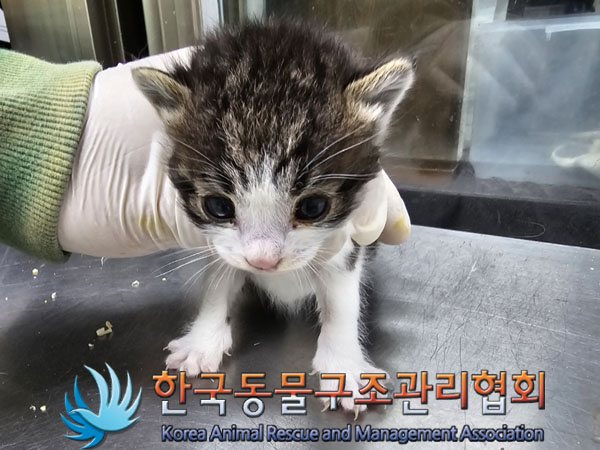 한국동물구조관리협회_441409202301830