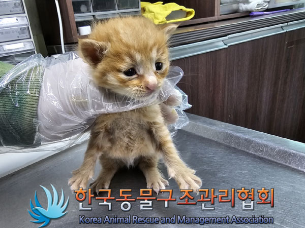 한국동물구조관리협회_441409202301829
