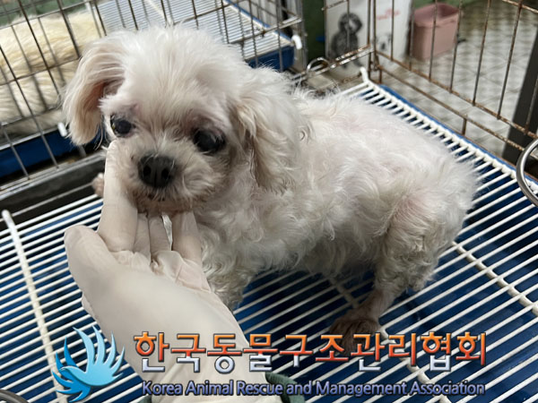 종료(반환) 말티즈…