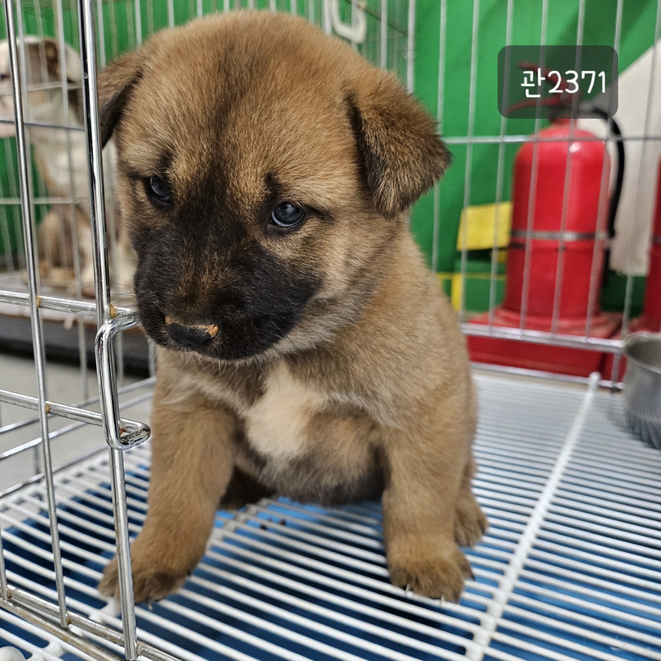 고양시동물보호센터_441394202302371
