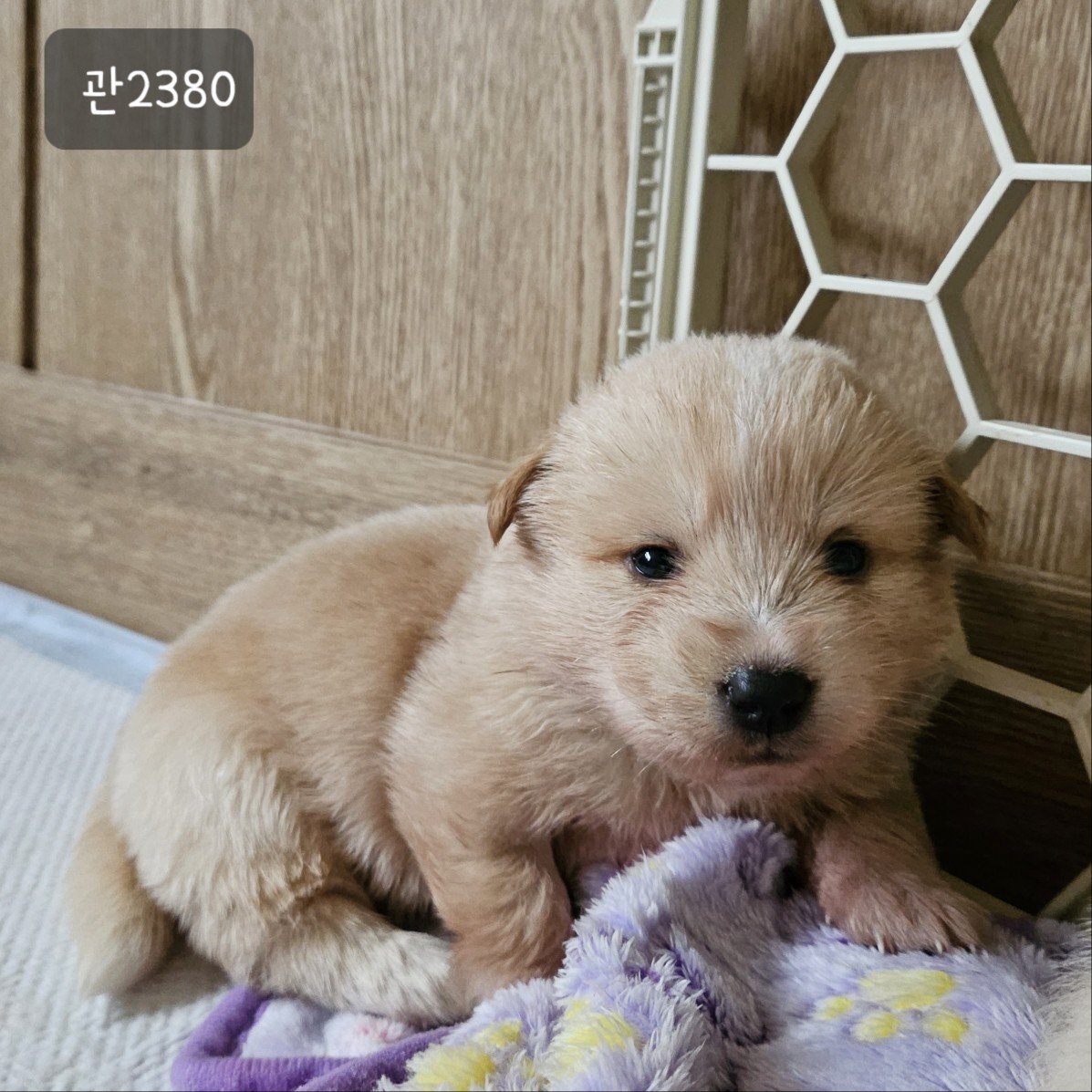 고양시동물보호센터_441394202302380