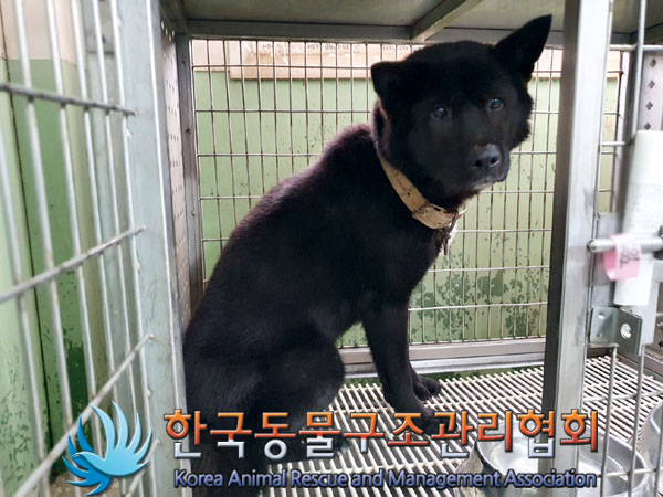 한국동물구조관리협회_441406202301742