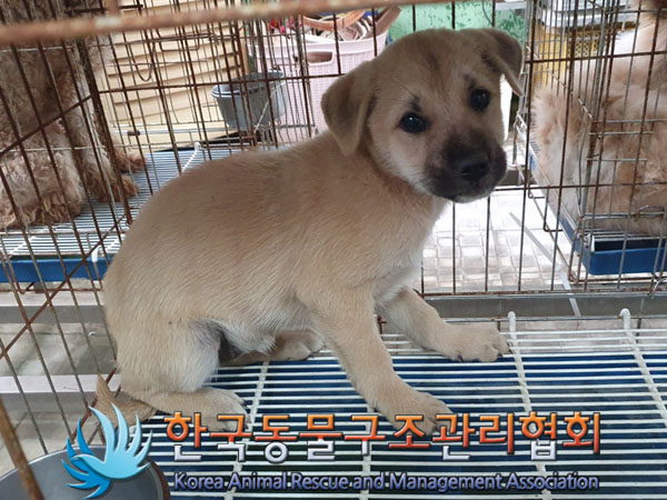 한국동물구조관리협회_441409202301825