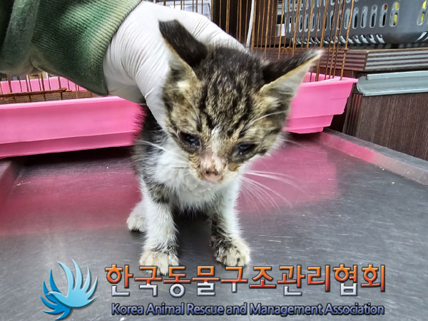 한국동물구조관리협회_441559202301076