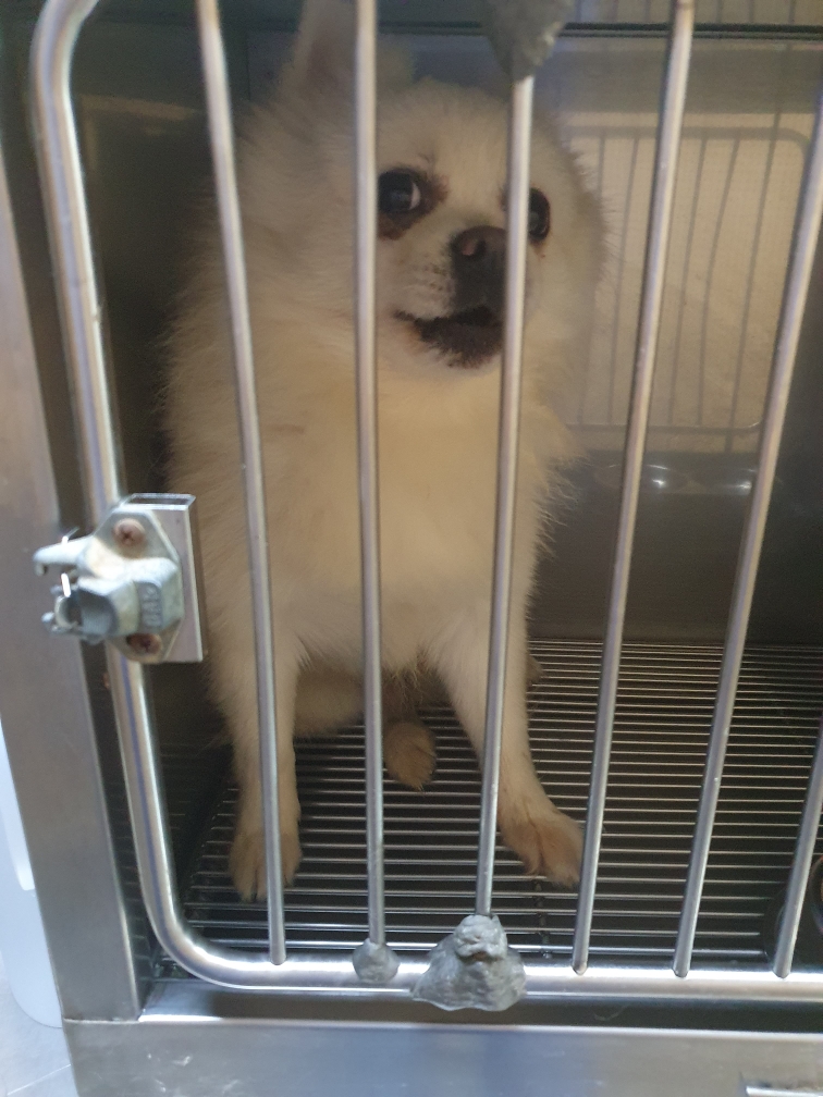 펫앤쉘터동물병원_441378202301899
