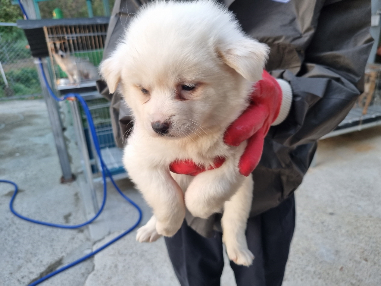 양산시 동물보호센터_448538202300657