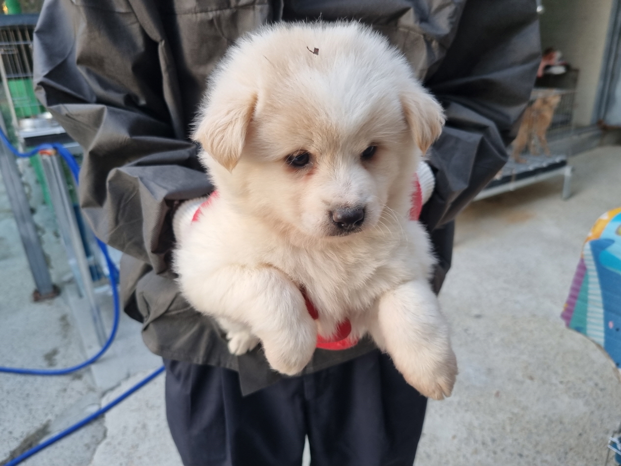 양산시 동물보호센터_448538202300659