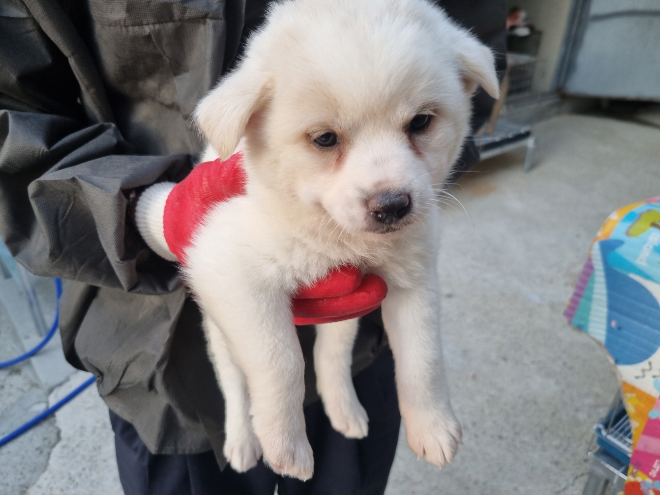 양산시 동물보호센터_448538202300658