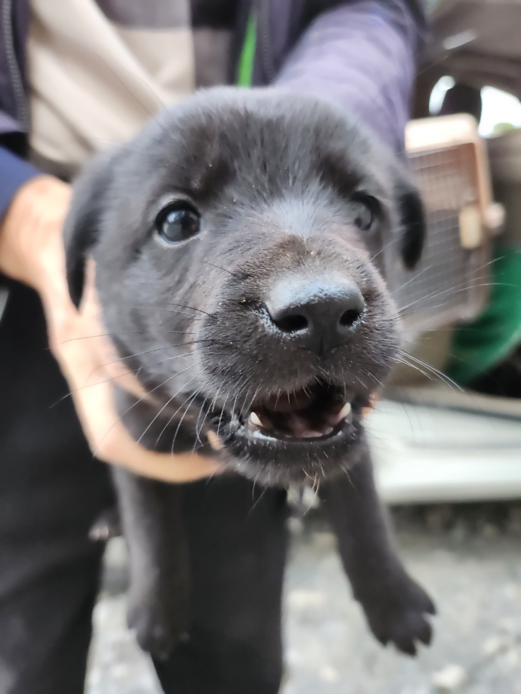 예산동물보호센터_444461202300727