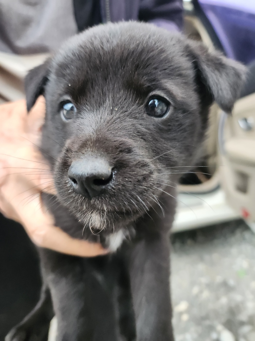 예산동물보호센터_444461202300722