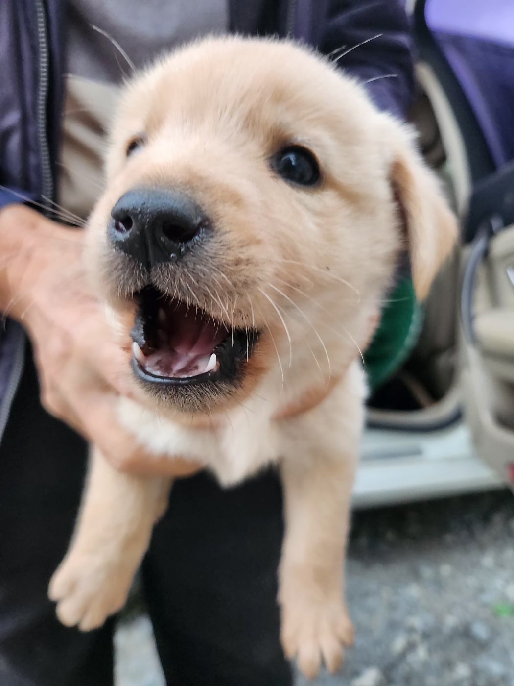 예산동물보호센터_444461202300726