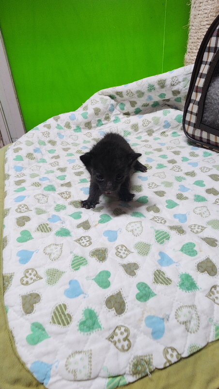 익산유기동물보호소_445468202302155