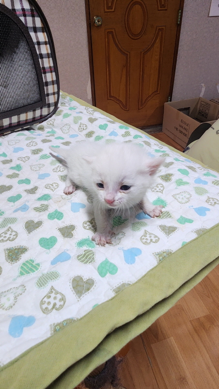 종료(입양) 한국 …