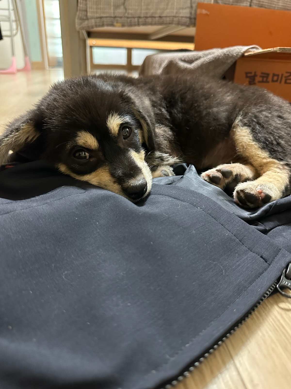 보호중 믹스견의 가…