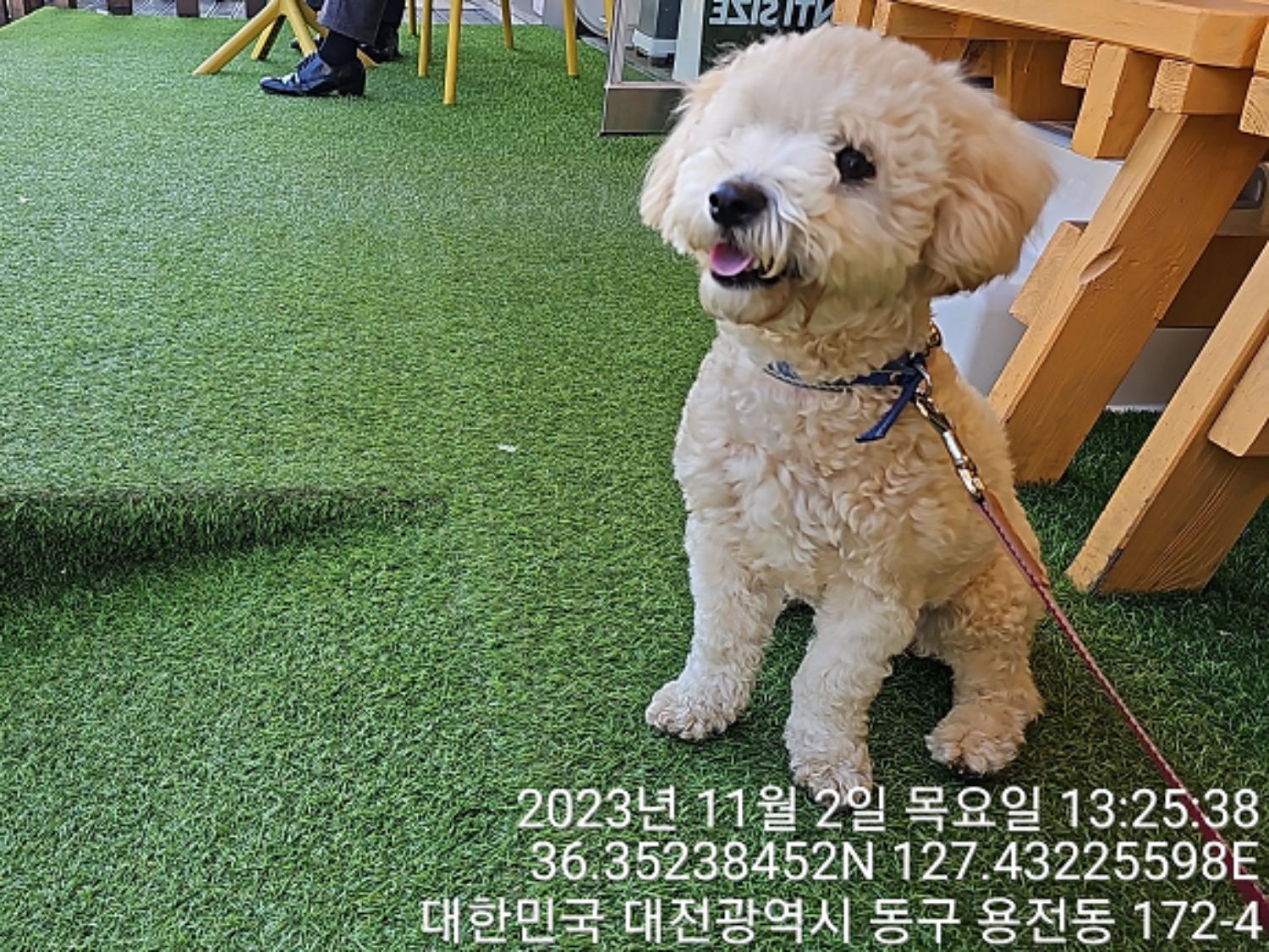 대전동물보호센터_430364202300339