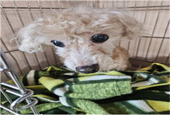 종료(자연사) 푸들…