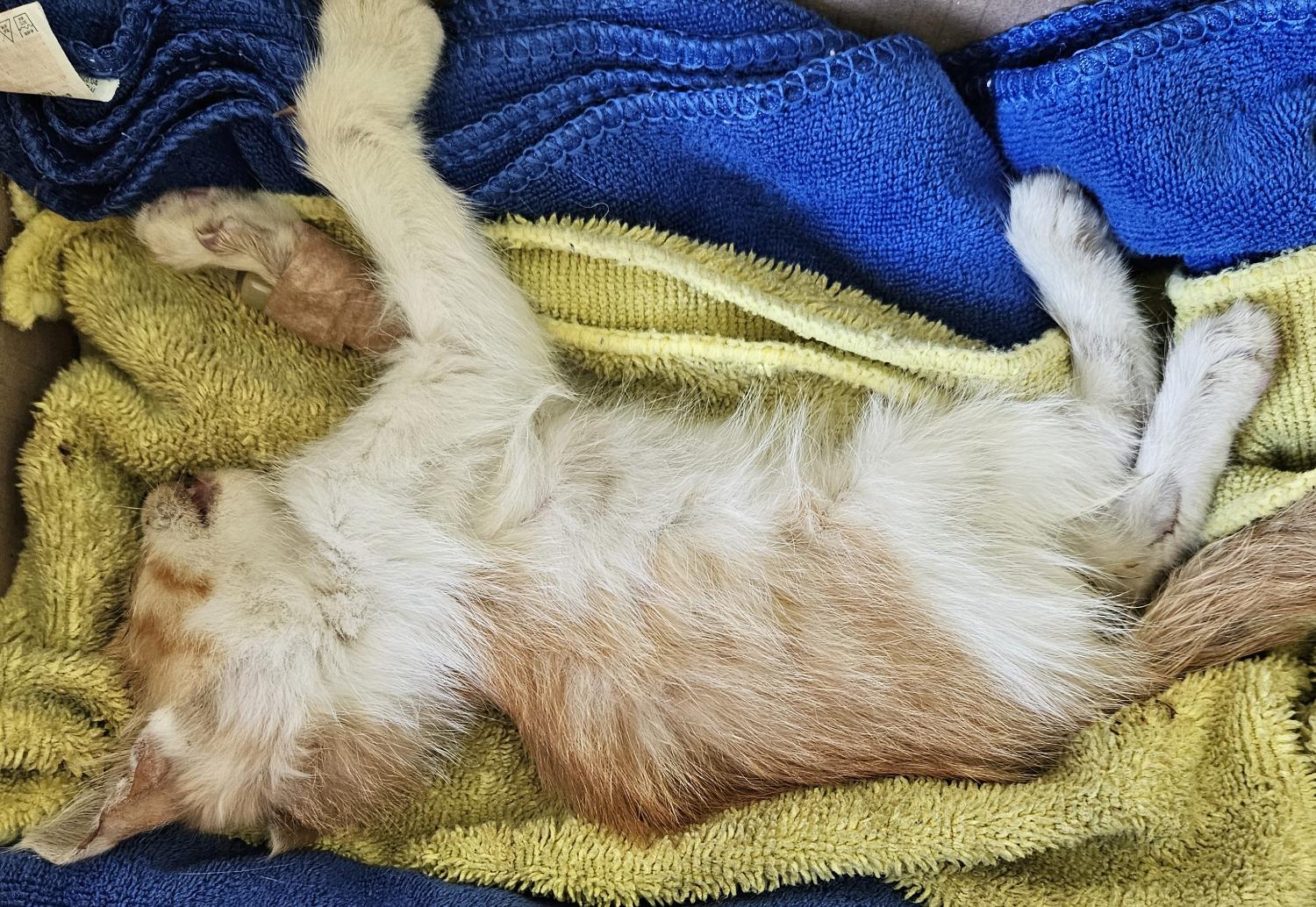 대구유기동물보호협회_427347202300997