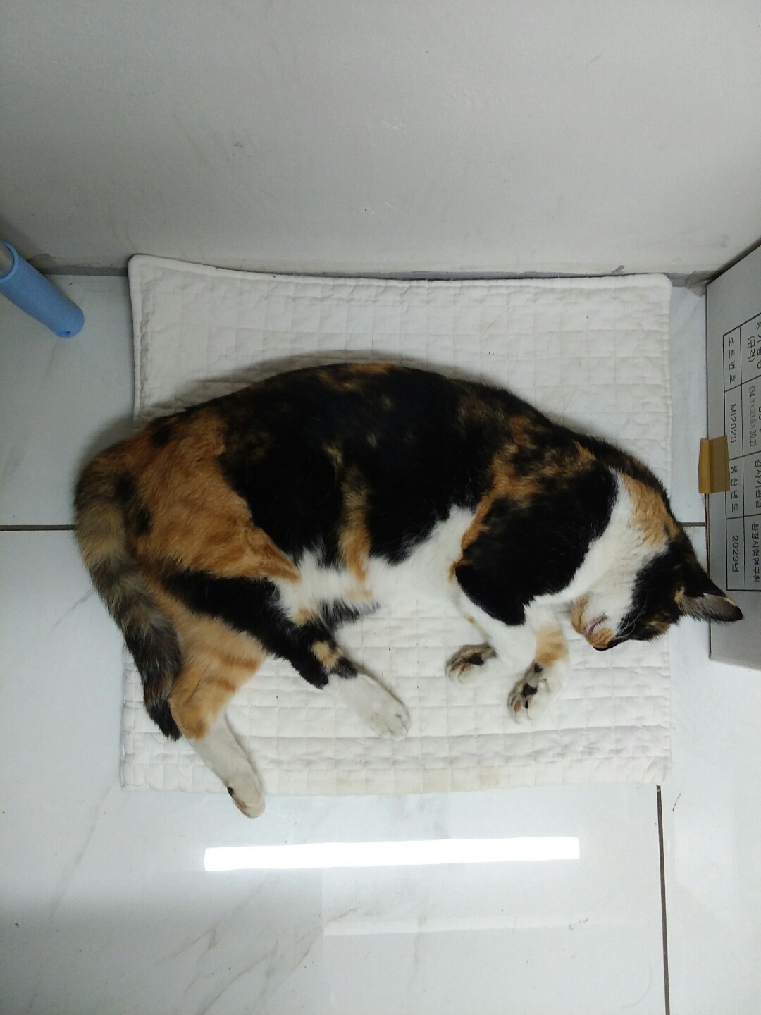 신공항동물병원_428349202301025
