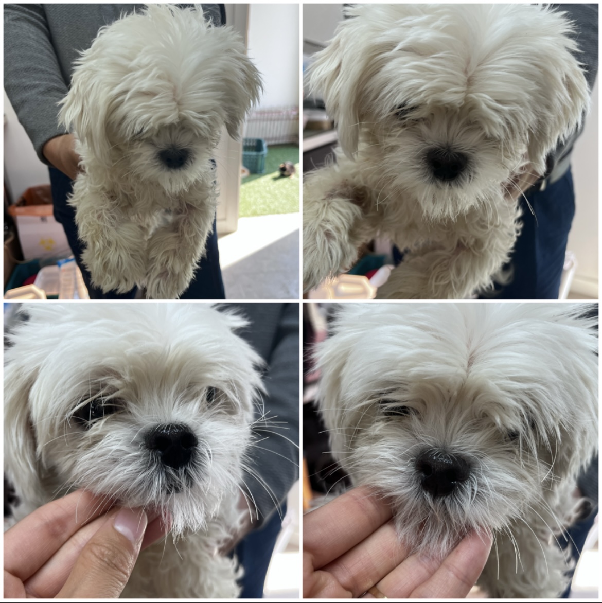 천안시유기동물보호소_444449202302285