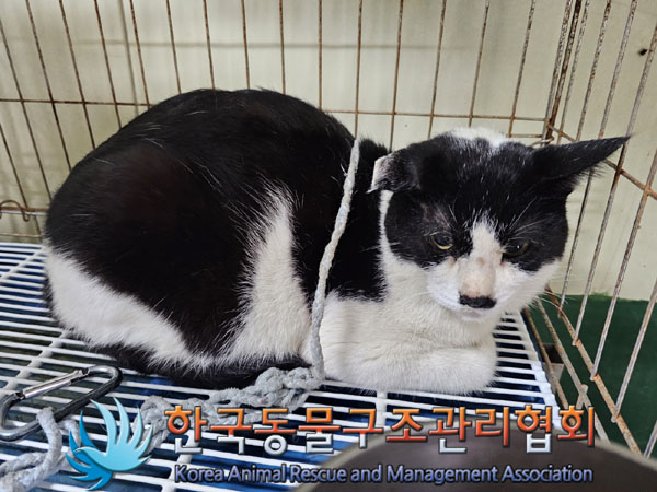 한국동물구조관리협회_411316202300827