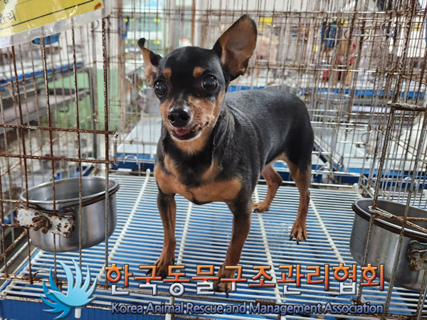 한국동물구조관리협회_441392202300242