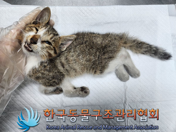 한국동물구조관리협회_411305202300549