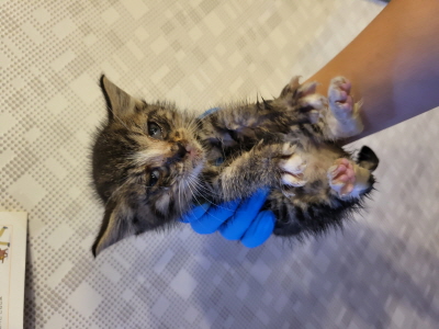 보호중 한국 고양이…