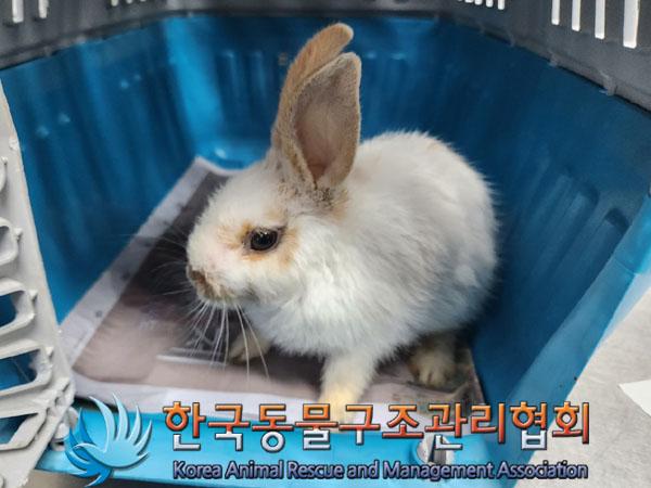 종료(자연사) 토끼…