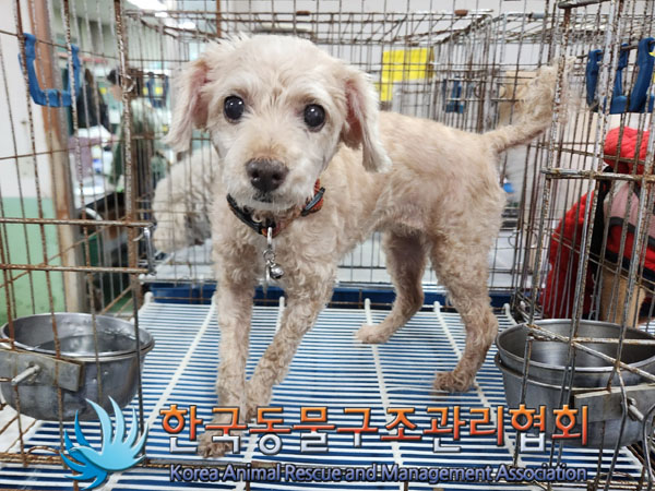 종료(안락사) 푸들…