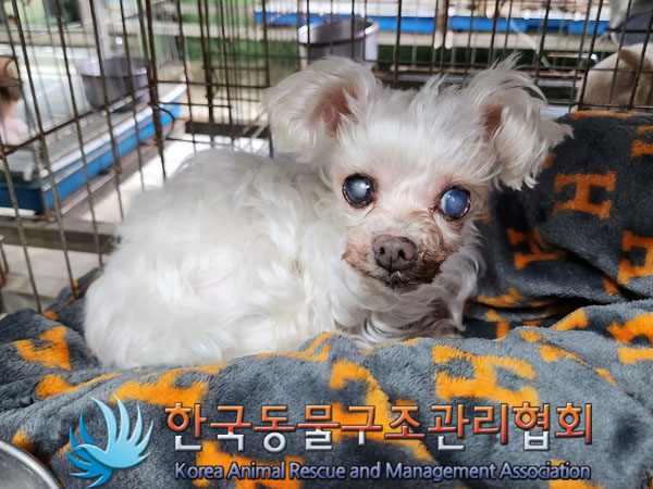 한국동물구조관리협회_411316202300825