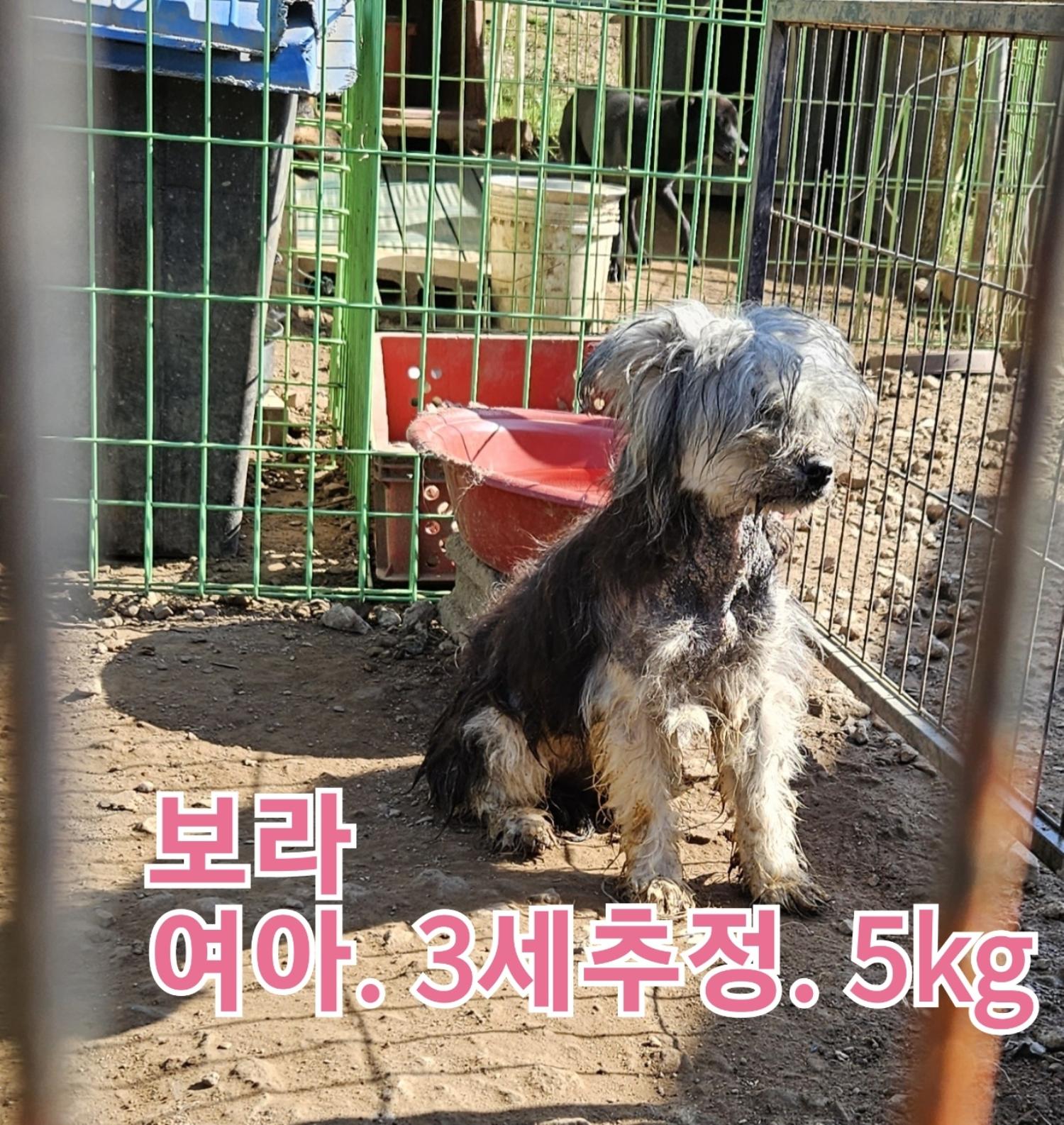 보호중 믹스견의 가…